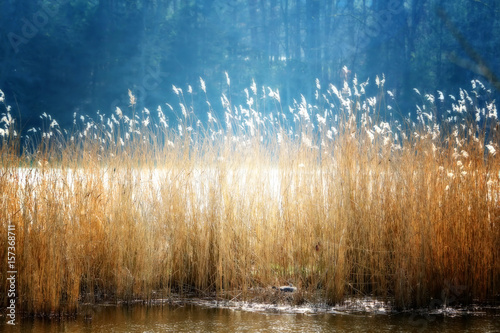 Reed in the Sunlight