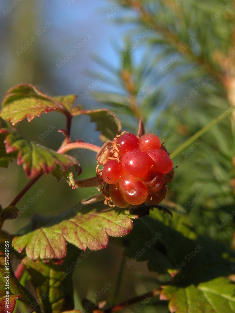 Rubus arcticus berries in Ural Mountains Rubus arcticus berries in Ural Mountains