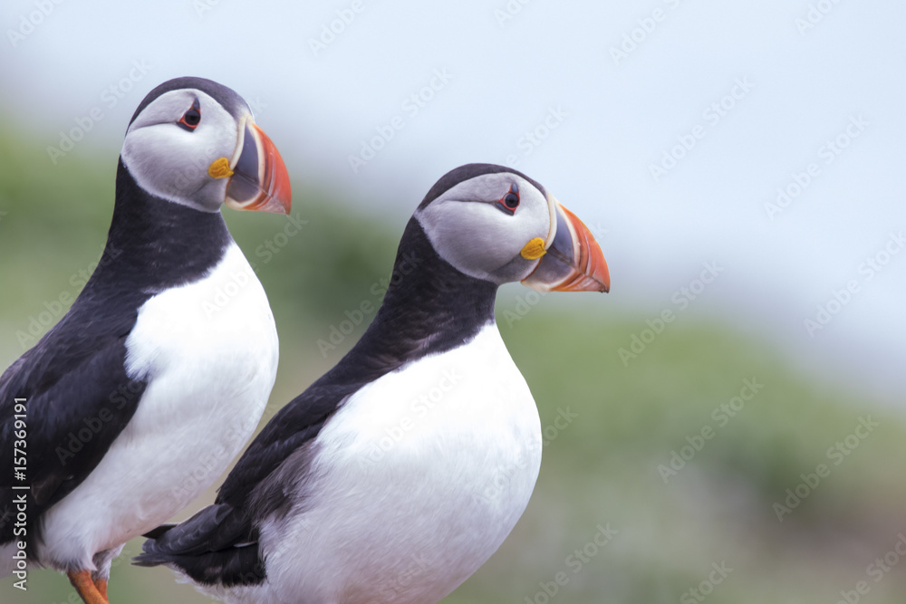 Naklejka premium Puffin