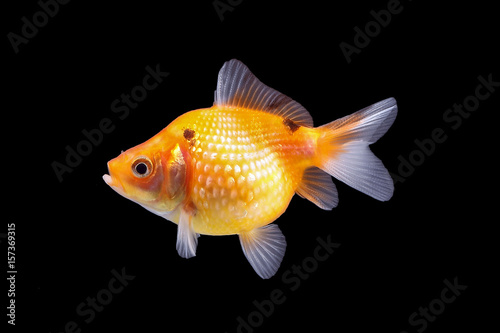 GoldFish aquarium pet © oqba