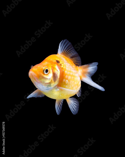 GoldFish aquarium pet