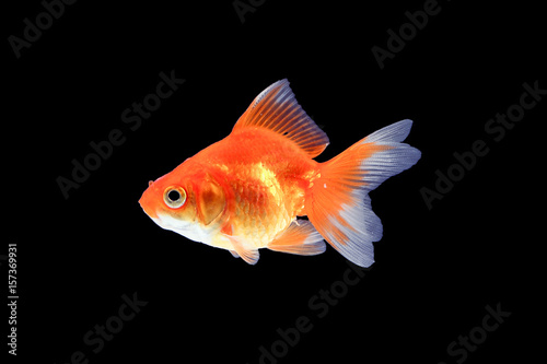 GoldFish aquarium pet © oqba