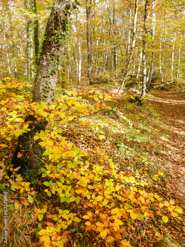 Woods in La Fageda d'en Jorda, Can Blanc, Spain