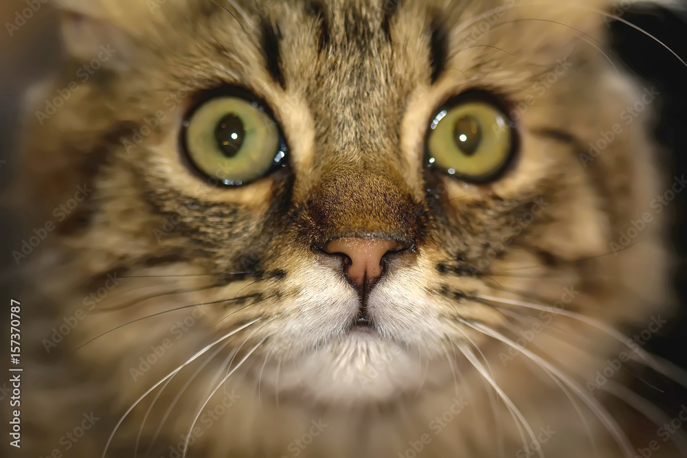 The cats are cute animals. It's tame. The cats are cute animals. It's tame.