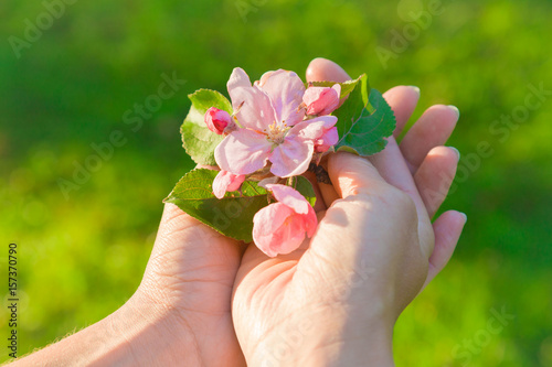 Woman's hands holding a flowers of apple tree branches in spring sunlight in the evening.
