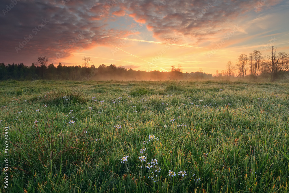 Obraz premium Morning sky over blooming meadow