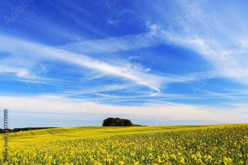 Blue vivid sky over yellow field