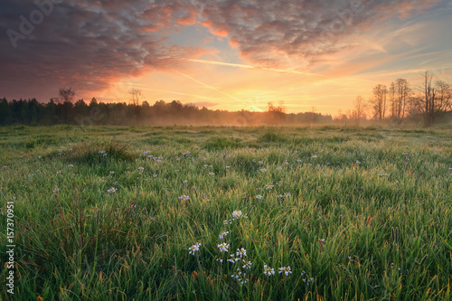 Fototapeta Naklejka Na Ścianę i Meble -  Morning sky over blooming meadow