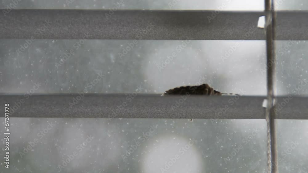 stink bug walking on window blind (pentatomoidea species)