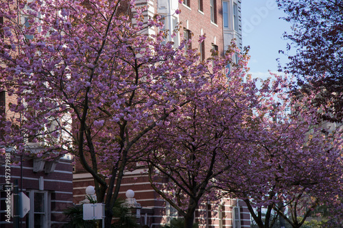 Concept spring cherry trees Vancouver photo