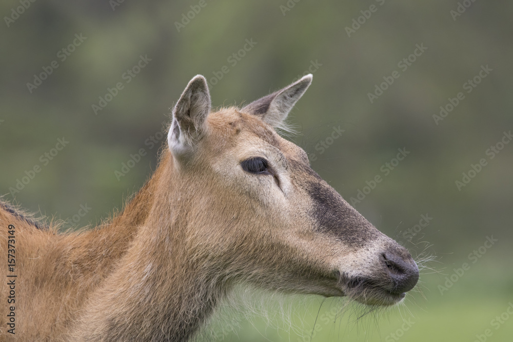 Fototapeta premium pere davids deer