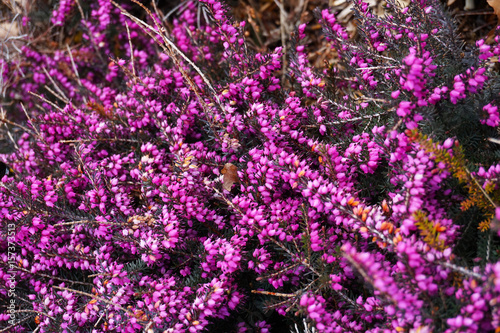 violet heather flowers