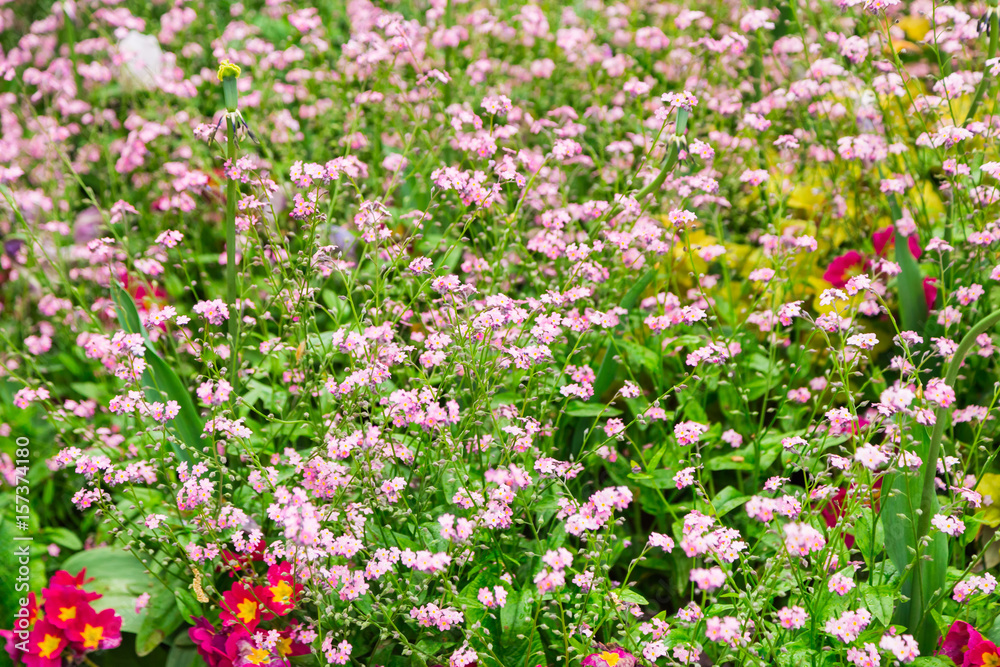 Tulips. Beautiful field of daisy flowers. Summer, Wild flowers. Soft focus. Postcard. 