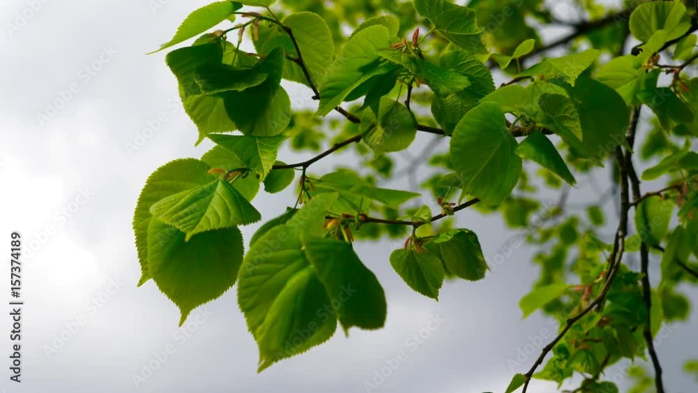 Nature background with linden branches and young bright leaves in front of day sun. UltraHD stock footage. Nature background with linden branches and young bright leaves in front of day sun. UltraHD stock footage.