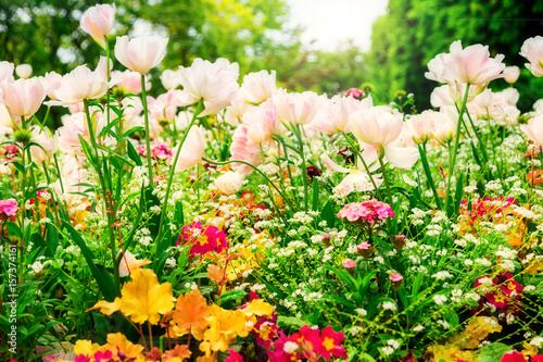 Tulips. Beautiful field of daisy flowers. Summer, Wild flowers. Soft focus. Postcard.  © Irina