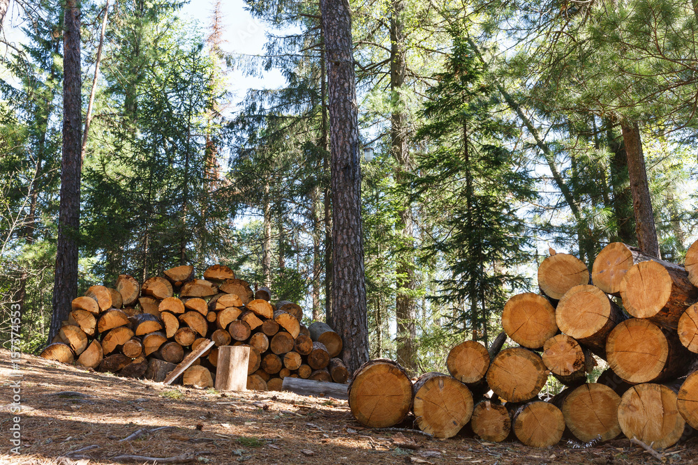 Wooden Logs with Forest on Background Trunks of trees cut and stacked in the foreground, green forest in the background with sun rays Wooden Logs with Forest on Background Trunks of trees cut and stacked in the foreground, green forest in the background with sun rays
