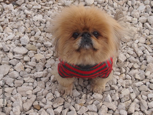 Маленькая лохматая собака пекинес с выразительным взглядом