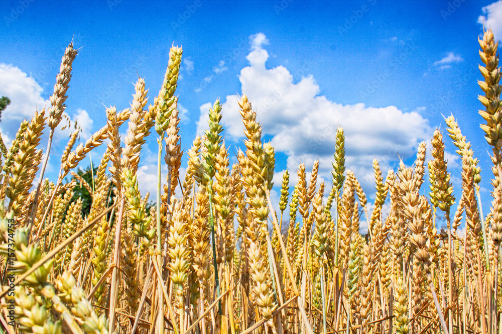 Obraz premium golden corn