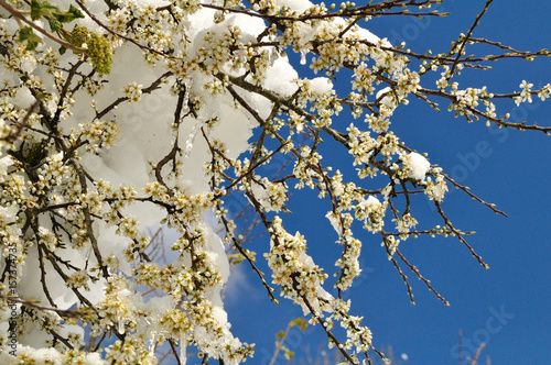 white flowers in spring