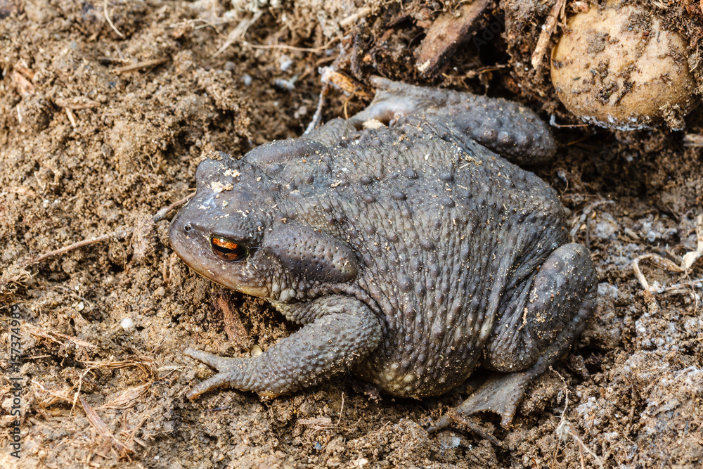 Obraz premium Sapo común. Bufo bufo.