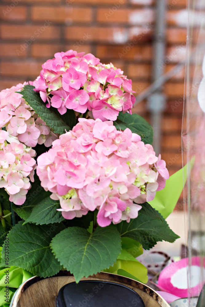 Hydrangea macrophylla Hydrangea macrophylla