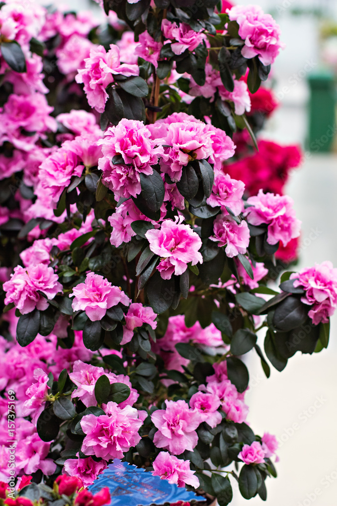 Pink azalea flowerpots for sale in flower shop Pink azalea flowerpots for sale in flower shop