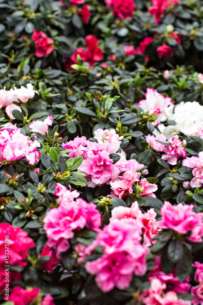 Pink azalea flowerpots for sale in flower shop Pink azalea flowerpots for sale in flower shop