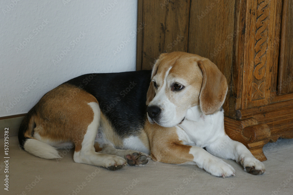 aufmerksamer Beagle Hund beobachtet Umgebung