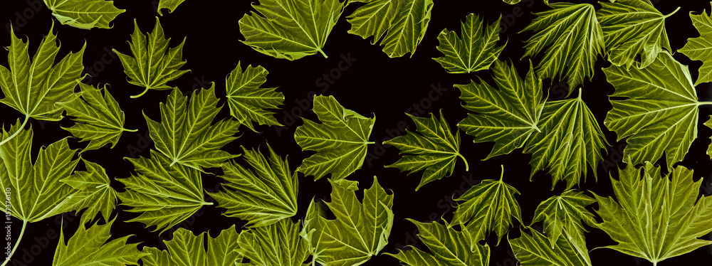 spring maple leaves on black background - art photo