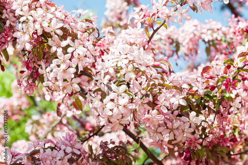 beautiful background of white flowers blossoming apple tree