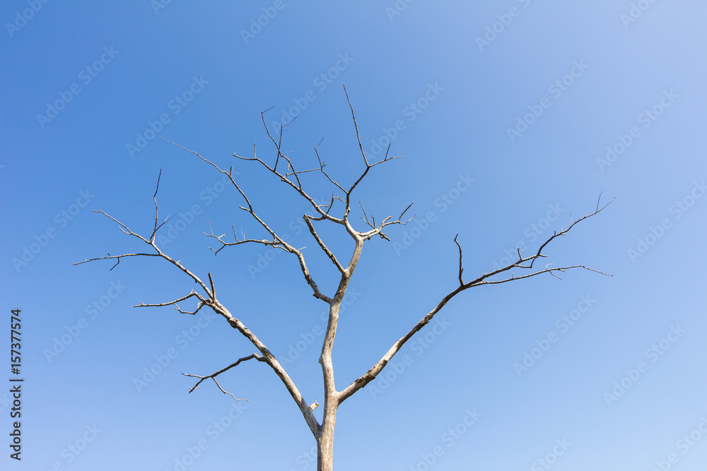 dry tree without leaves against blue sky