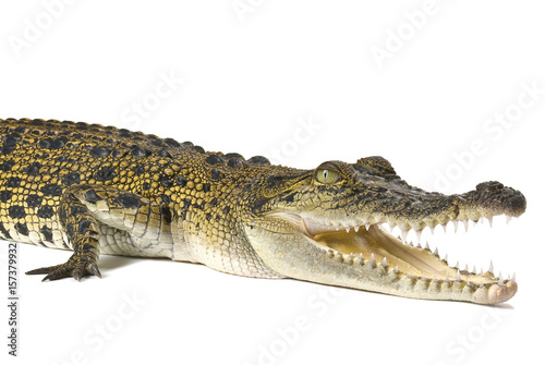 Australian saltwater crocodile  Crocodylus porosus  isolated on a white background with shadow.
