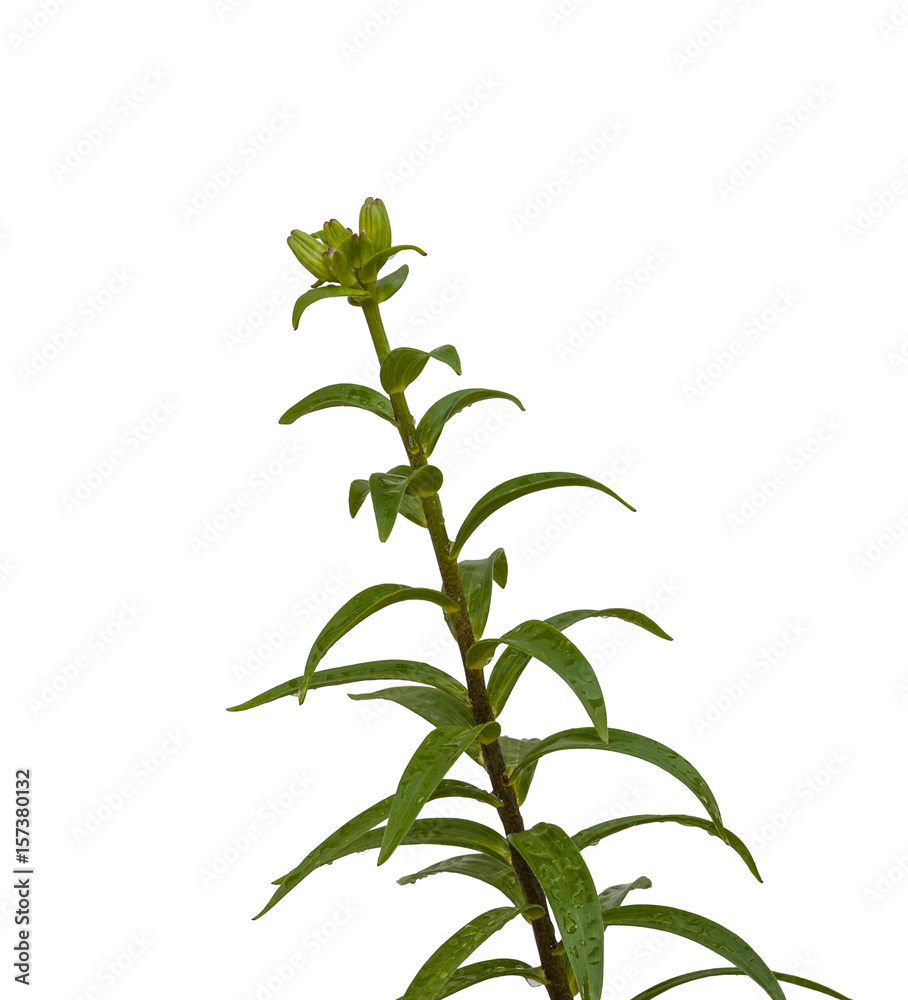 The branch of lilies Asian hybrids on a white background isolated The branch of lilies Asian hybrids on a white background isolated