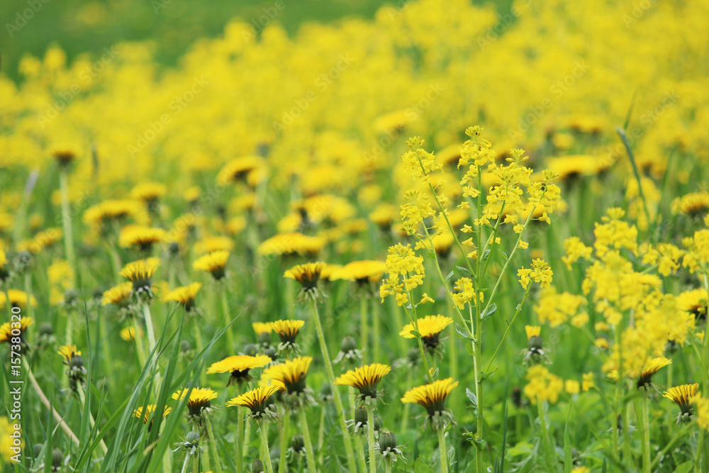 Field of blooming beautiful yellow flowers dandelions Field of blooming beautiful yellow flowers dandelions