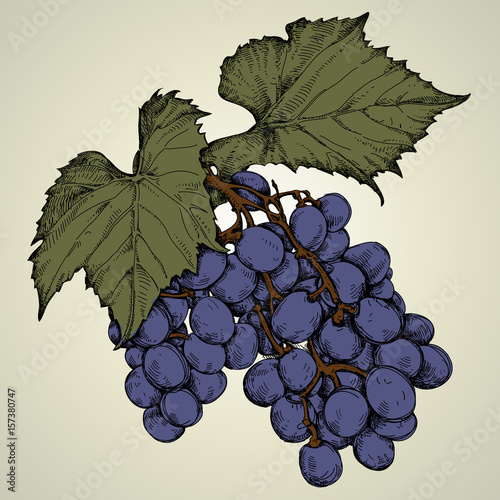Branch of blue grapes