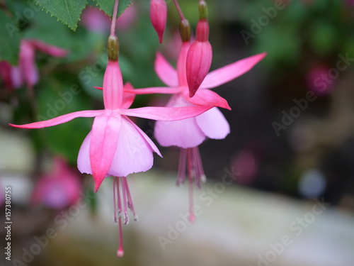 Wunderschöne Pink Blume