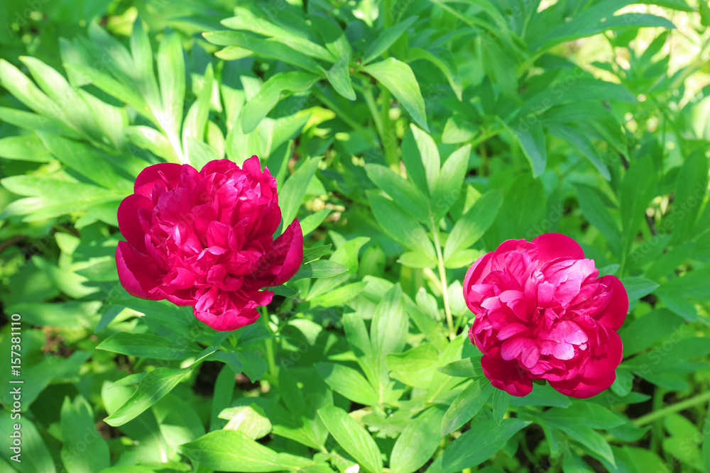 Beautiful peonies in spring garden on sunny day Beautiful peonies in spring garden on sunny day