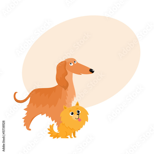Couple of cute, funny dog characters - Afghan hound and Pomeranian spitz, cartoon vector illustration with space for text. Lovely Afghan hound and Pomeranian spitz characters, dog breeds