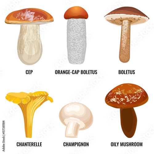 Set of funguses or mushrooms vector illustration on white