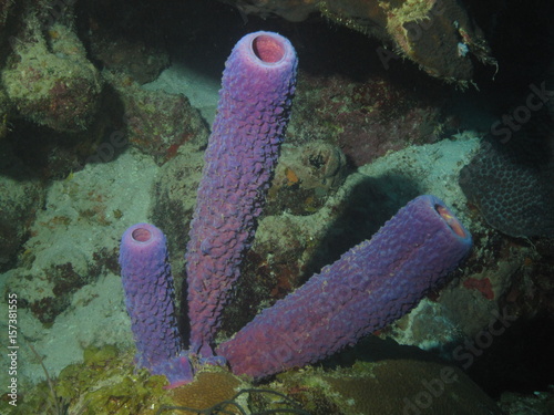 Plongée