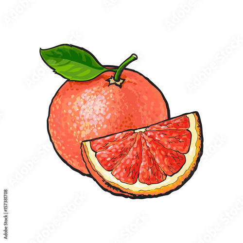 Whole and quarter piece of unpeeled ripe pink grapefruit, sketch style vector illustration on white background. Hand drawn whole juicy grapefruit fruit with fresh green leaf and qurter piece