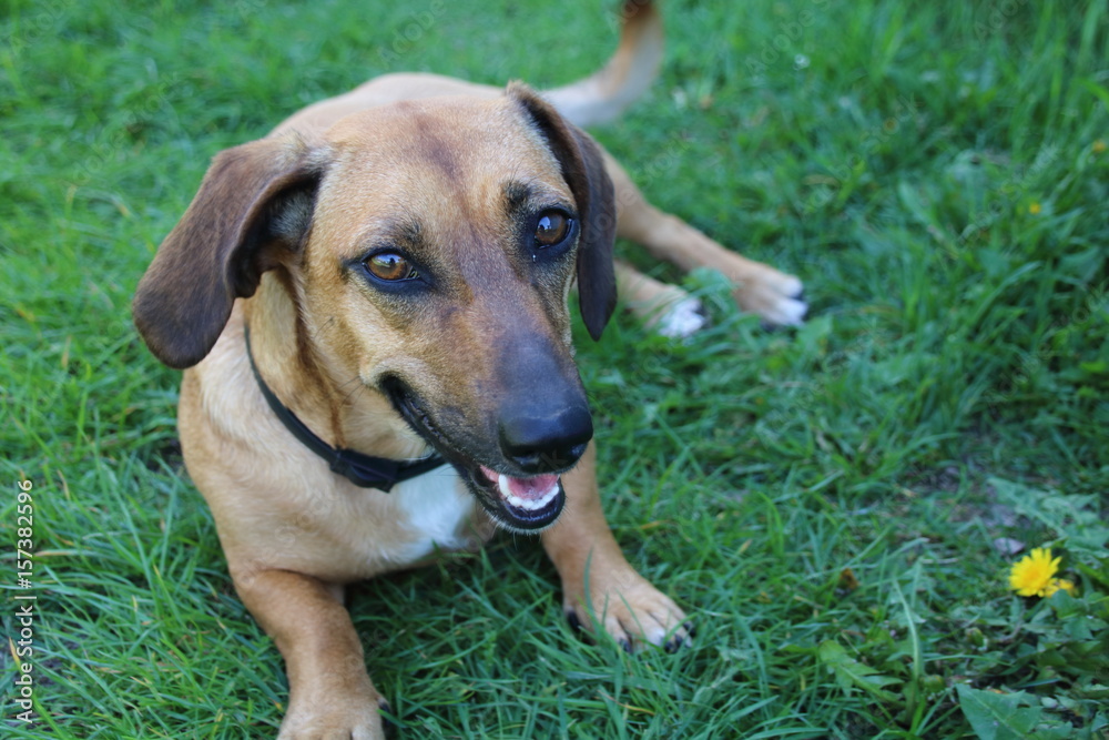 Dachshund dog in outdoor.