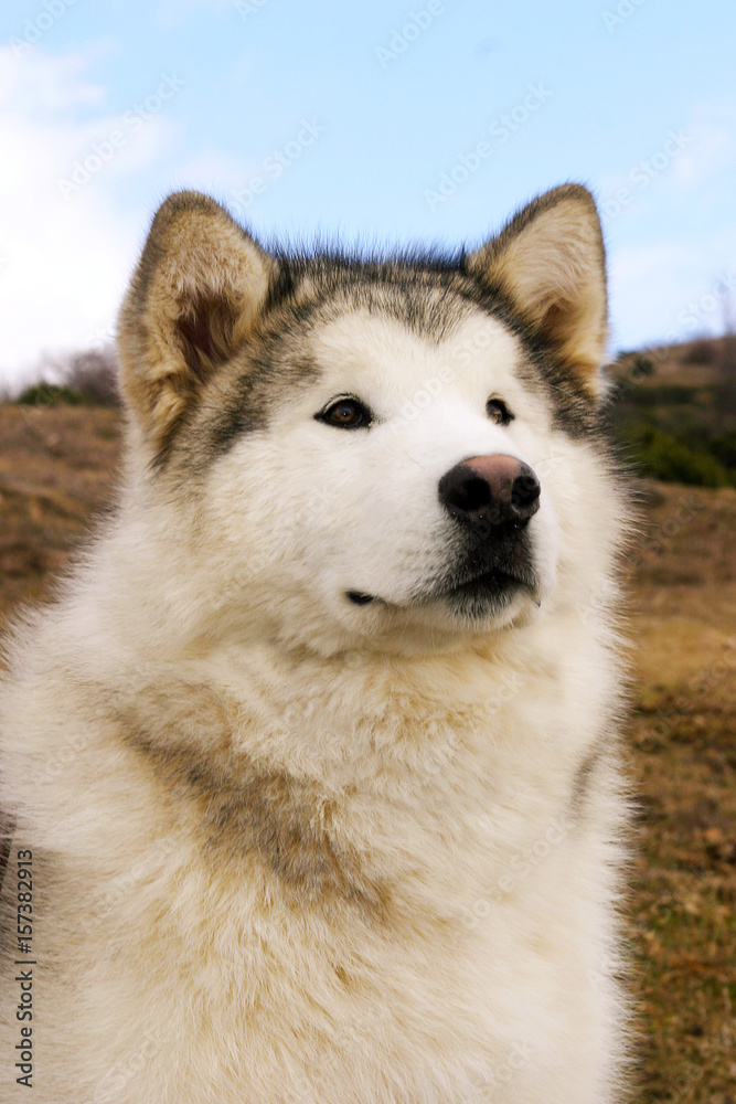 Obraz premium Portrait of Alaskan Malamute Dog