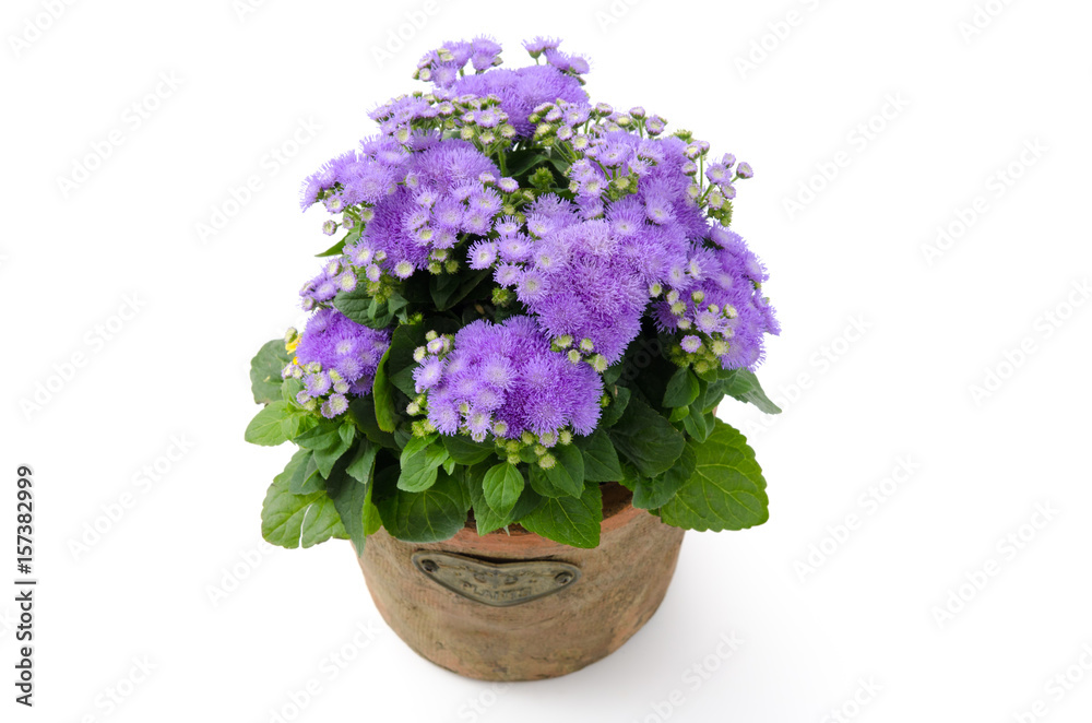 Leberbalsam Leberbalsam