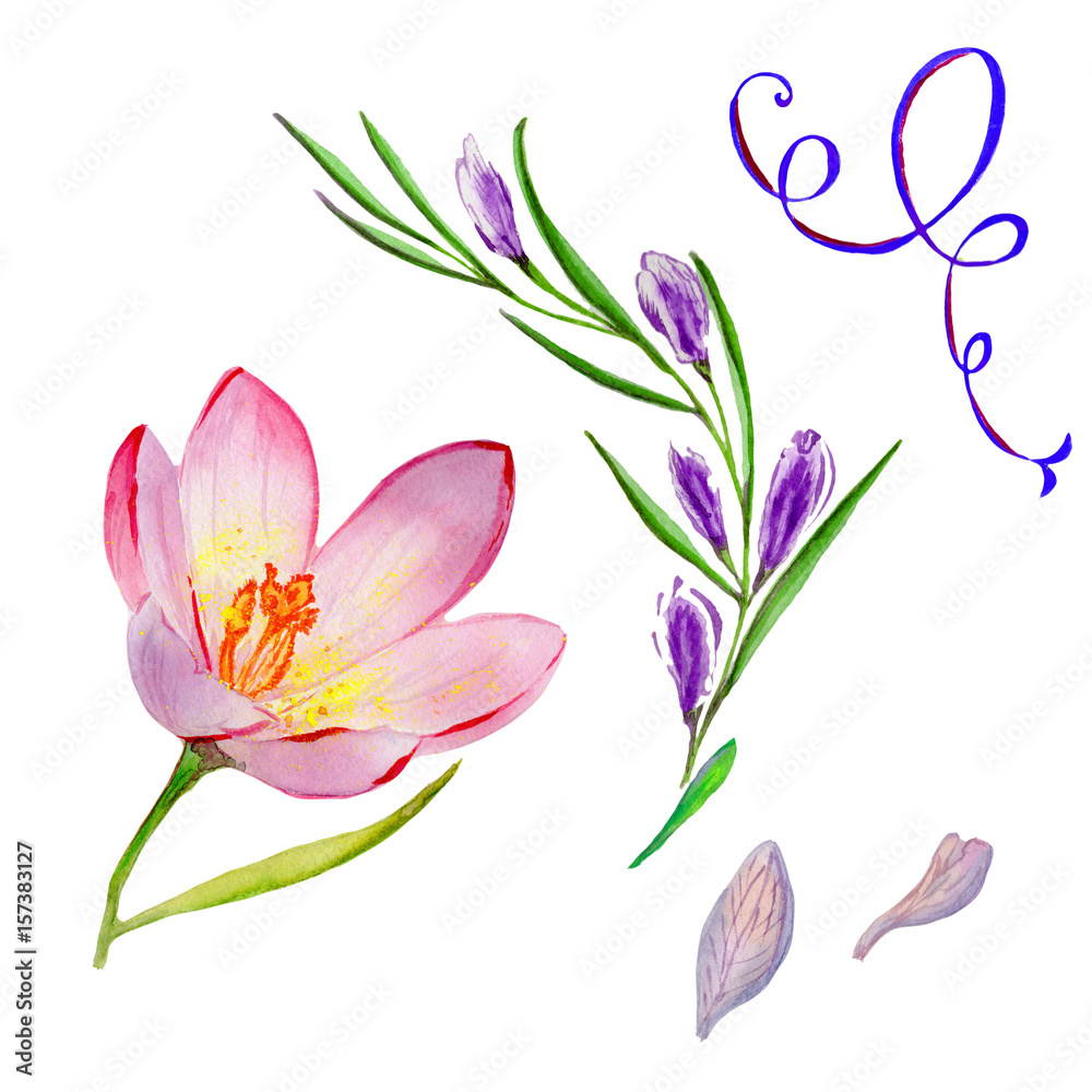 Wildflower crocuses flower in a watercolor style isolated. Wildflower crocuses flower in a watercolor style isolated.
