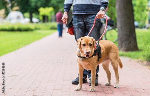 Fototapeta Naklejka Na Ścianę i Meble -  Guide dog is helping a blind man
