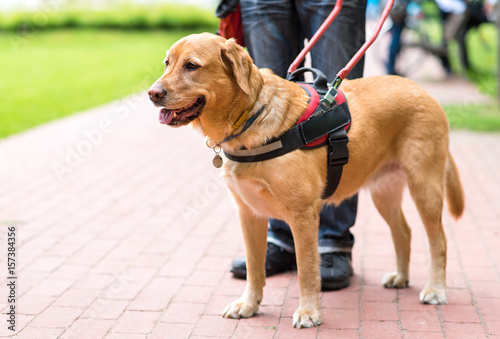 Fototapeta Naklejka Na Ścianę i Meble -  Guide dog is helping a blind man