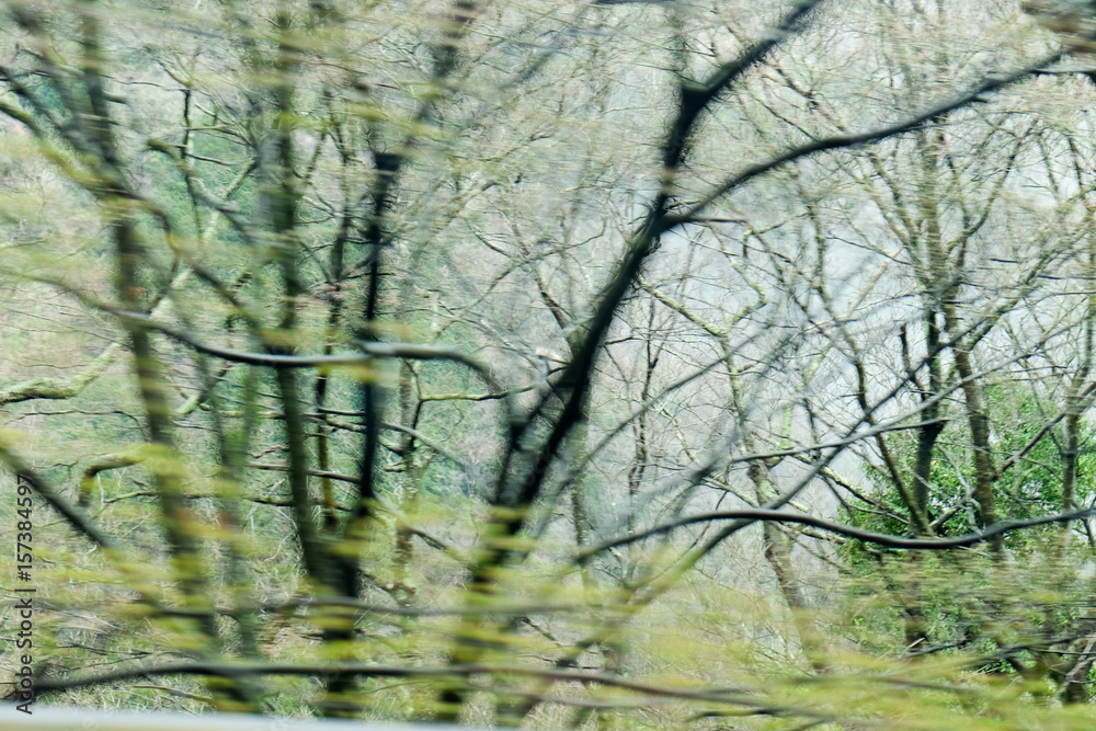 View of a forest through a car window View of a forest through a car window