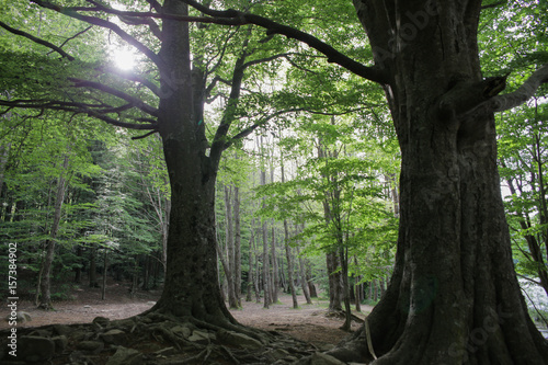 arboles en el bosque