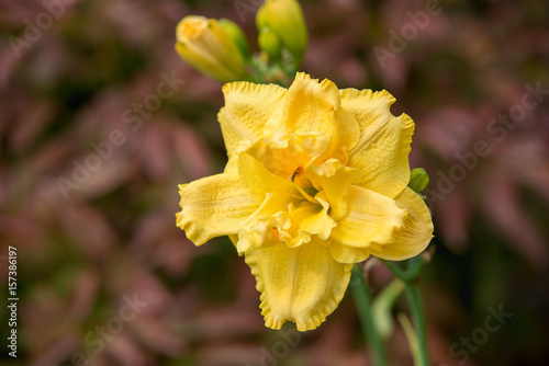Fototapeta Naklejka Na Ścianę i Meble -  Flower yellow lily